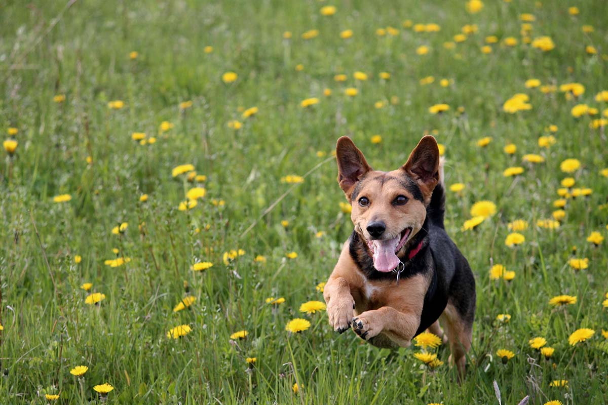 Hunde Willkommen in ausgewählten Apartments