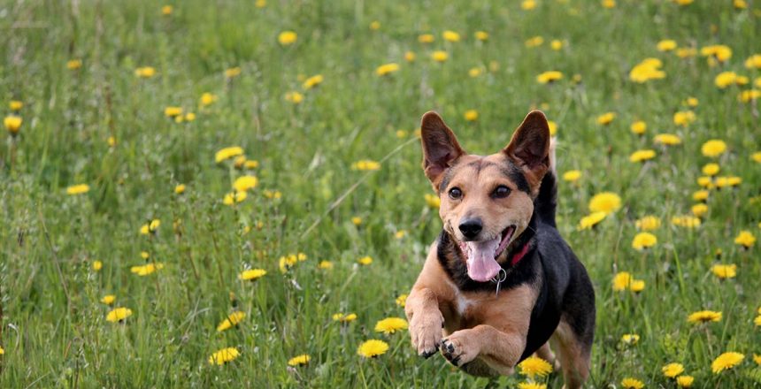 Hunde Willkommen in ausgewählten Apartments